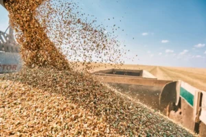 Russia's Grain Output Drops: 130 Million Tonnes Forecast for 2024