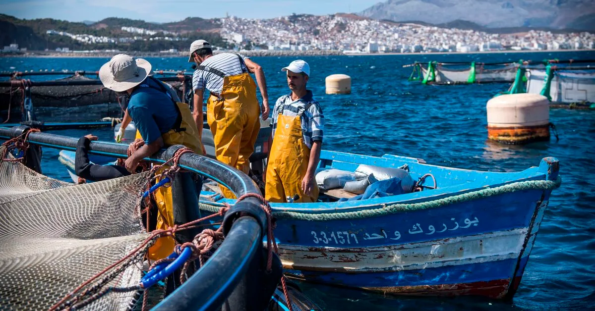 Morocco Turns to Russia After EU Fishing Ban in Western Sahara