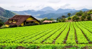 Brazil's Farm Output Dips: Key Crops Struggle in Q3 2024
