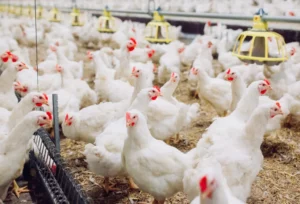 Brazil's Poultry and Pork Industries Set for Record-Breaking Growth