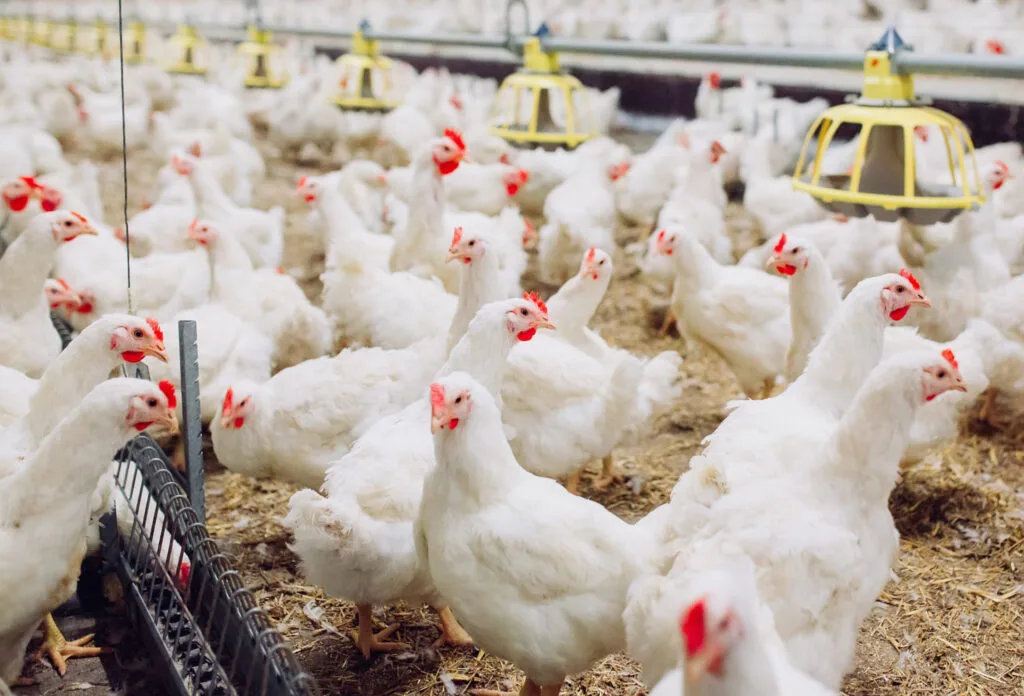 Brazil's Poultry and Pork Industries Set for Record-Breaking Growth