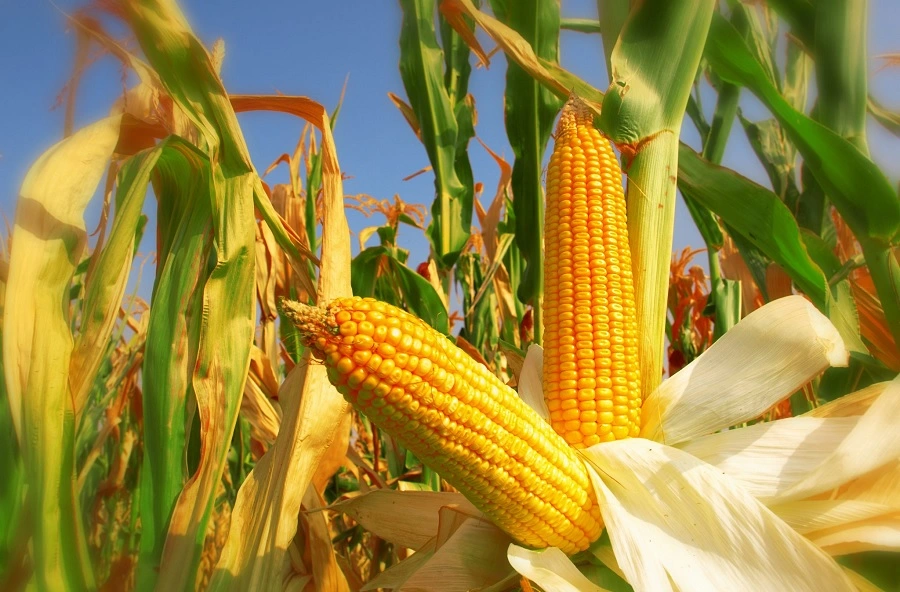 Paraguay's Corn Exports Halve: Economic Alarm Bells Ring