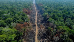 Amazon Deforestation in Brazil Drops 7%, Degradation Surges in 2024
