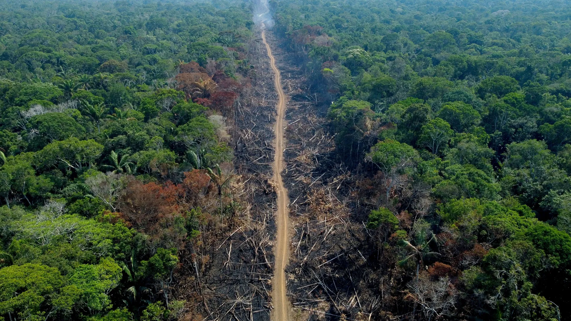 Amazon Deforestation in Brazil Drops 7%, Degradation Surges in 2024