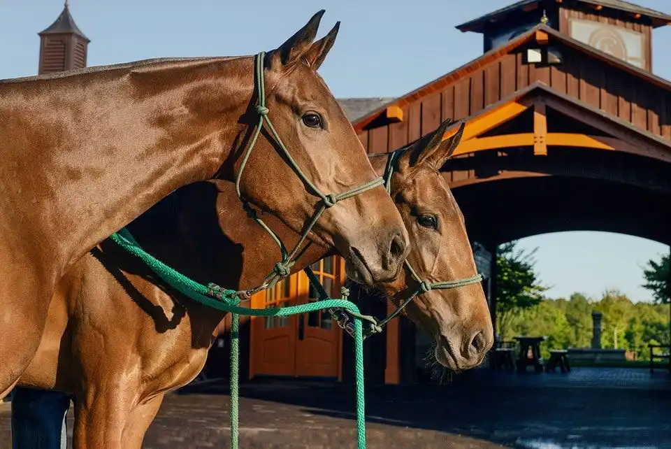 Argentina's Breakthrough: The First Genetically Edited Horses and Their Future Impact