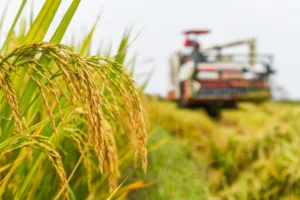 China Shatters Grain Production Record, Harvesting 706.5 Million Tons in 2024