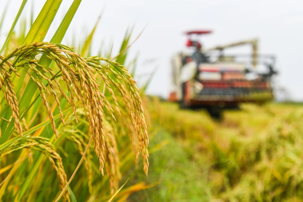 China Shatters Grain Production Record, Harvesting 706.5 Million Tons in 2024