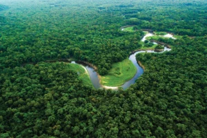Microsoft and re.green Join Forces to Revitalize Brazilian Forests