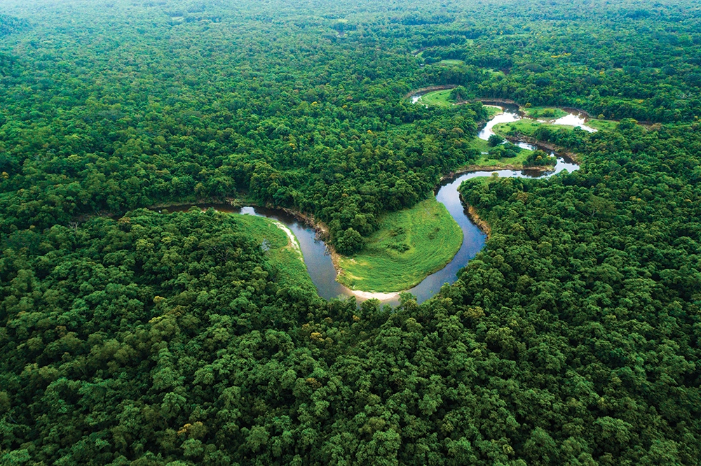 Microsoft and re.green Join Forces to Revitalize Brazilian Forests