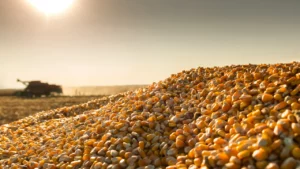 Corn Futures Surge to 14-Month High as South American Weather Concerns Intensify