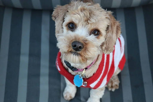 How to Take Care of Your Pup in Winters?