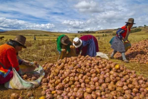 Peru's Agricultural Ambitions: A $40 Billion Export Vision for 2040
