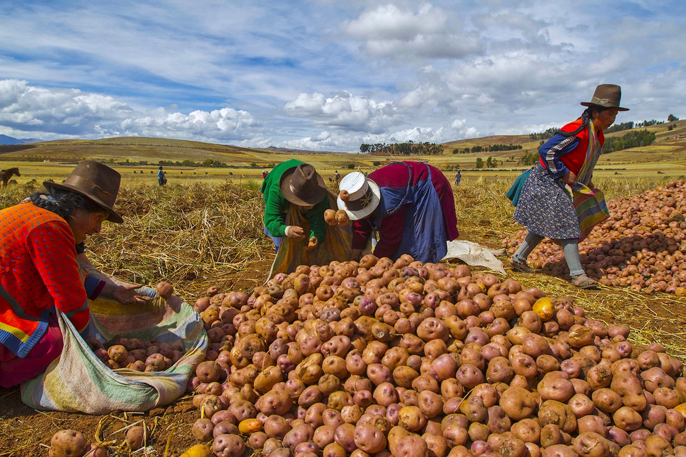 Peru's Agricultural Ambitions: A $40 Billion Export Vision for 2040