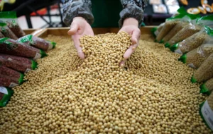 Brazil Suspends Soybean Shipments to China from Five Major Exporters