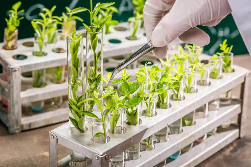 Chile Pioneers Plant Gene-Editing Regulation, Sparks Agricultural Innovation
