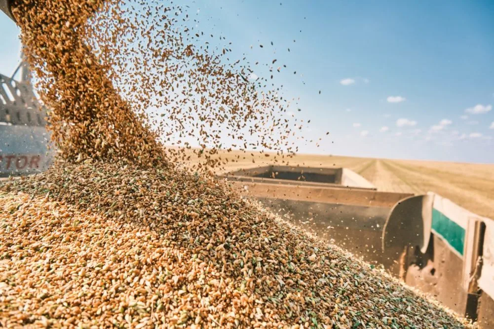 Argentina's Grain Production Hit by Persistent Dry Spell