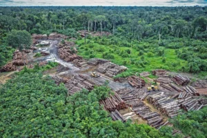 Amazon Deforestation Surges 68% in January 2025, Raising Alarms