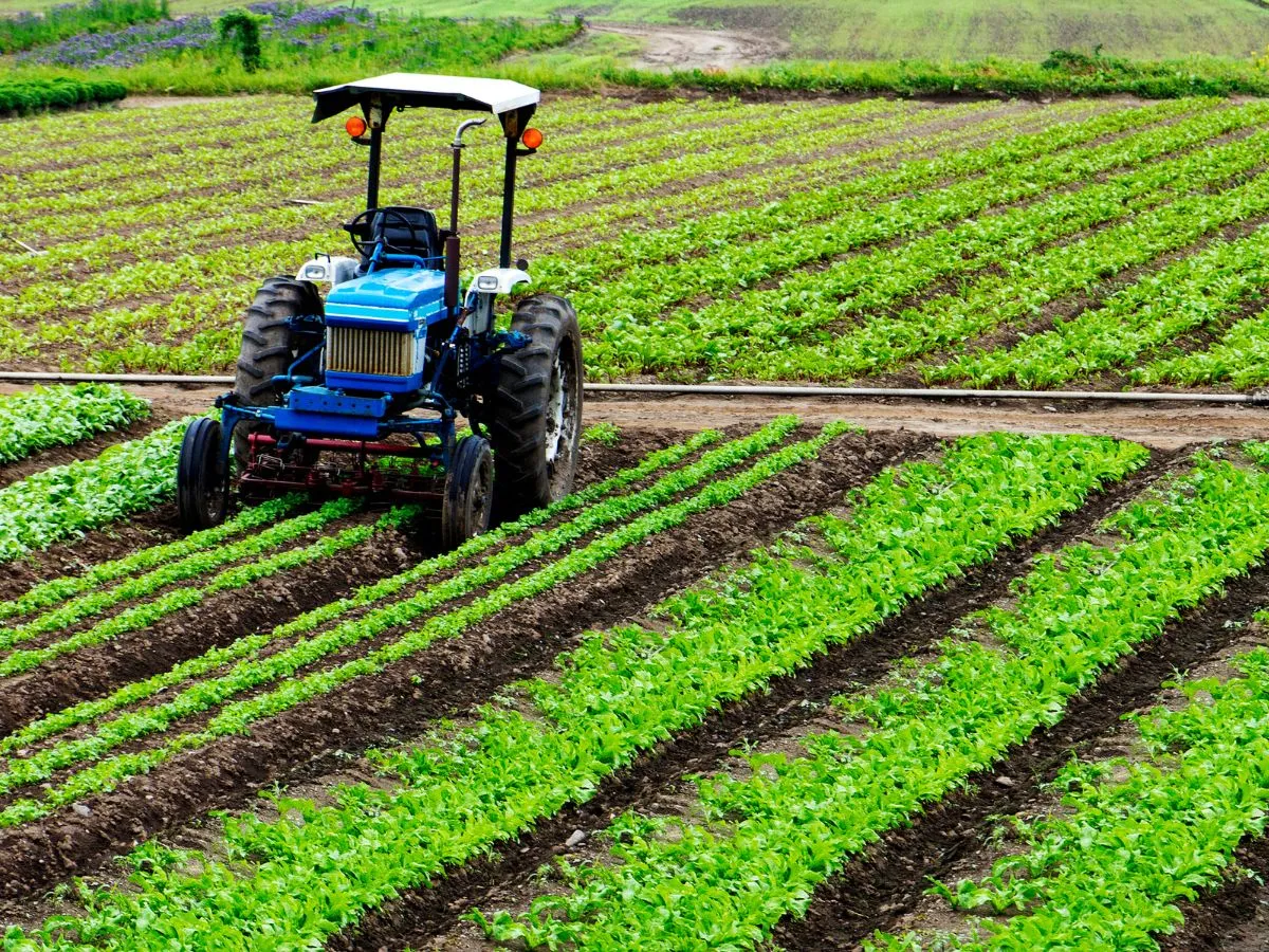 India's $19.5 Billion Agricultural Investment Targets Growth and Food Security