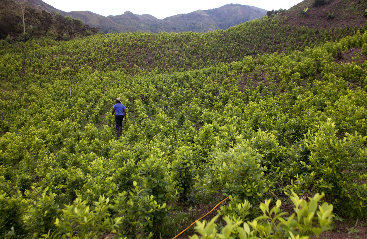 Bolivia’s Coca Cultivation Climbs 4% in 2023, Tests Government Strategy