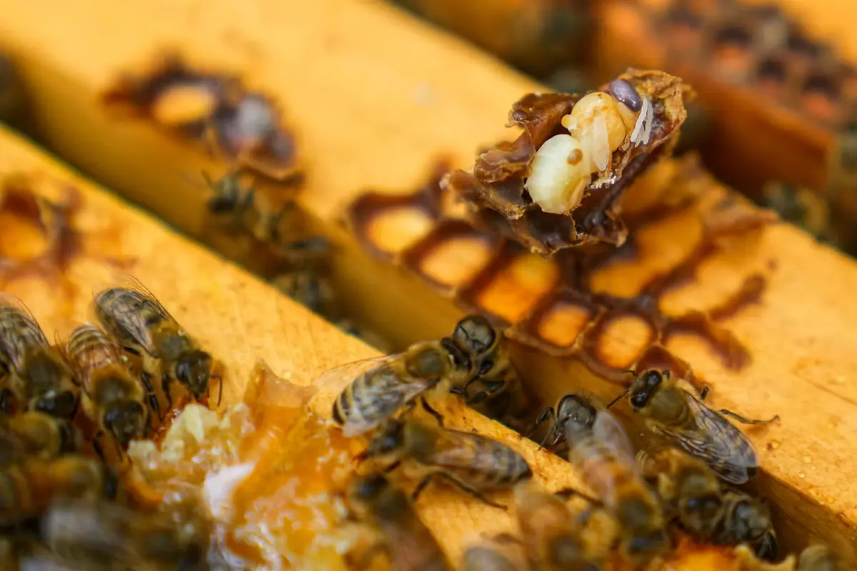 Mass Bee Die-Off Hits U.S. Agriculture, Costs California Farmers $139 Million