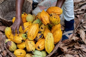 Ghana’s Cocoa Production Soars 70%, Offering Relief Amid Record Prices