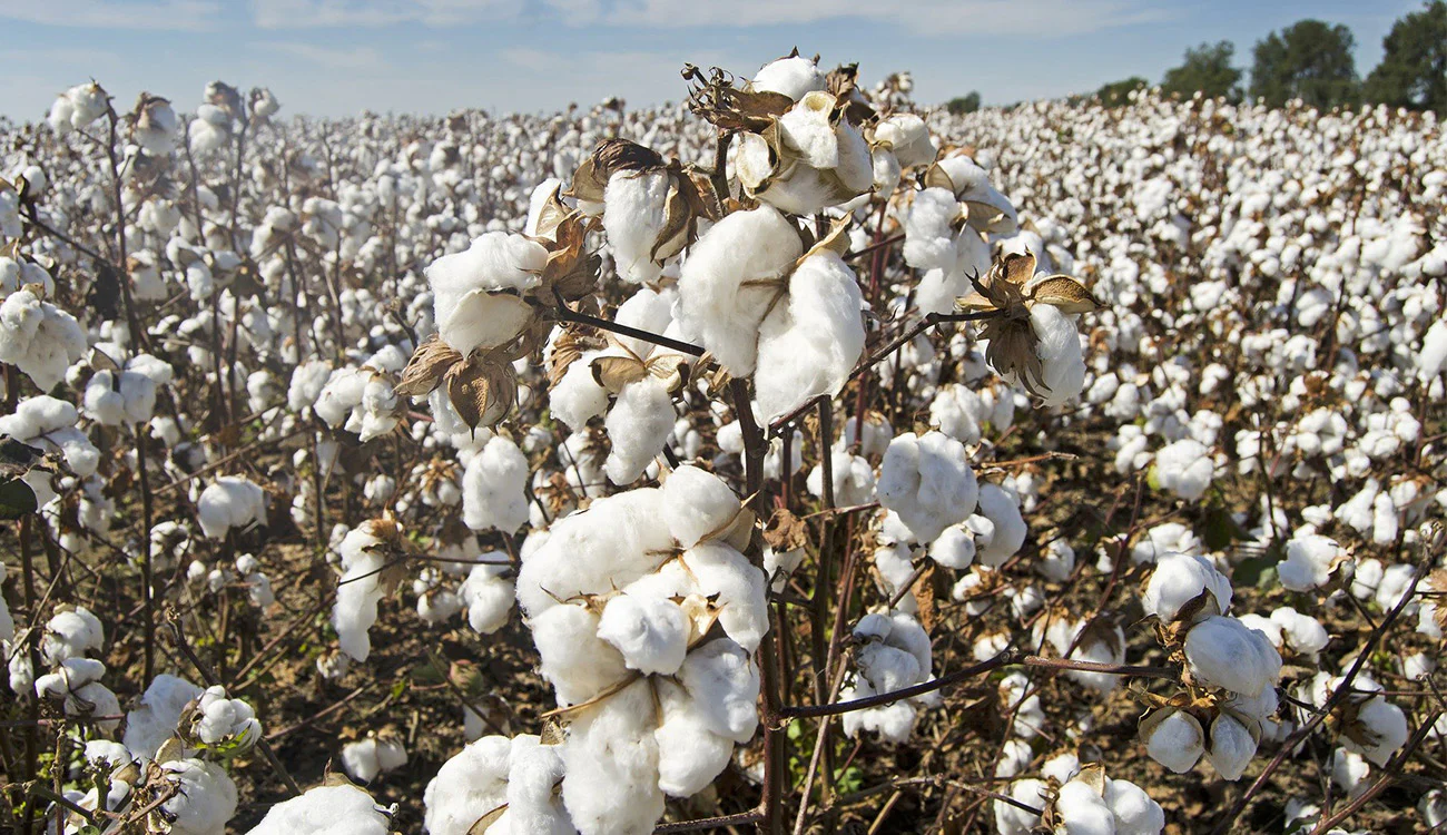 Global Cotton Output Surges 5.9% for 2024/25, Brazil Leads Charge