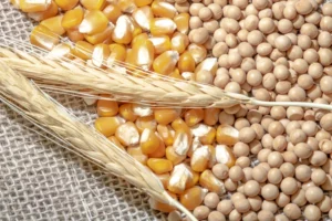 Global Grain Forecast Drops to 2.301 Billion Tons as South America Falters