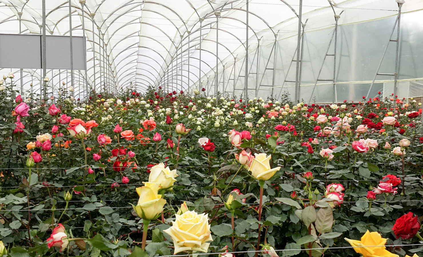 Ecuador’s Flower Exports Hit $1 Billion Milestone, Boosted by Trade and Logistics