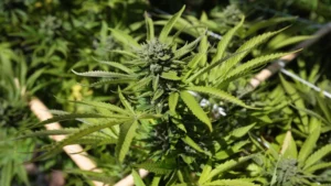 Mexico’s Marijuana Standoff: Permits Tighten as Use Surges