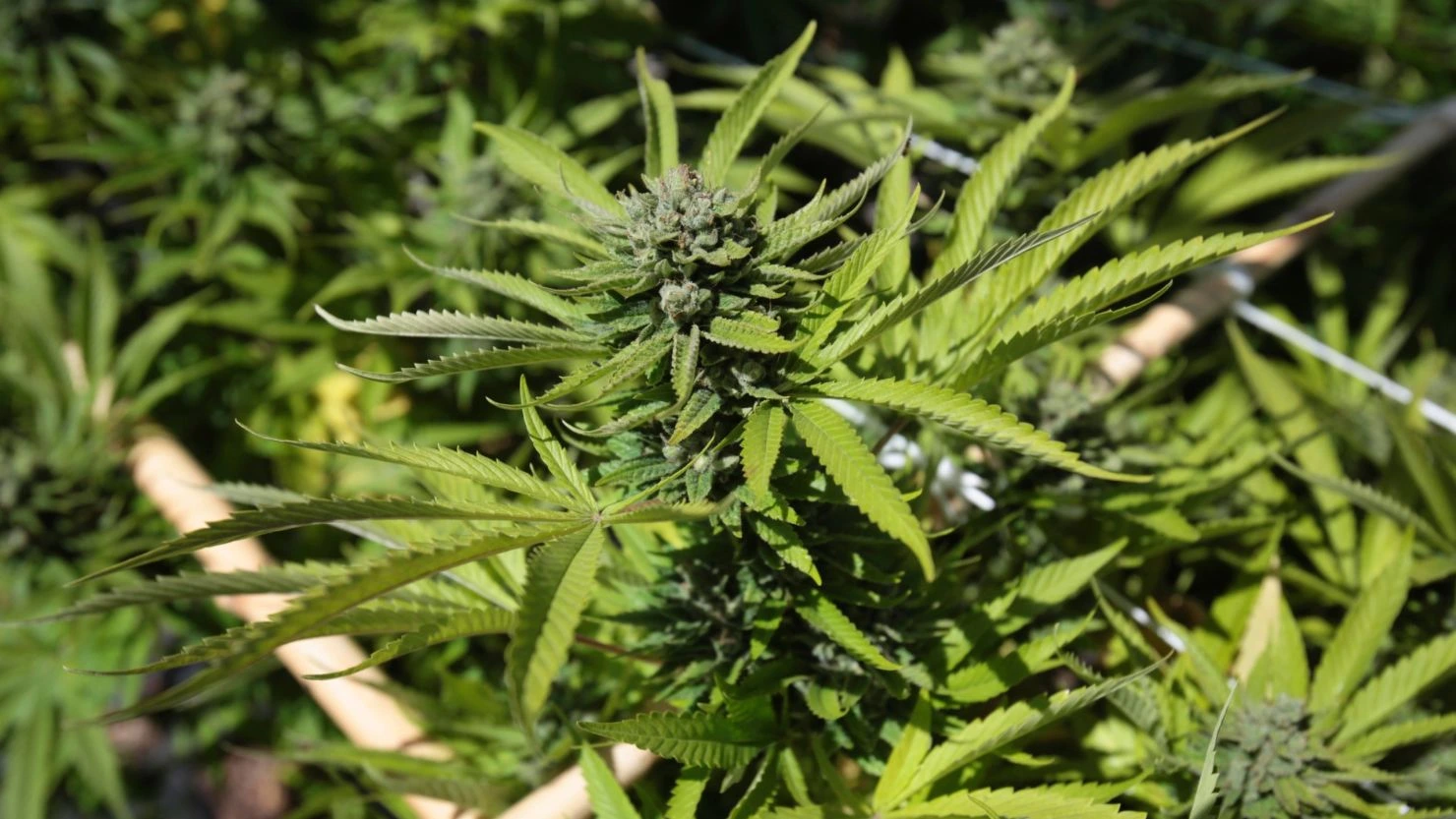 Mexico’s Marijuana Standoff: Permits Tighten as Use Surges