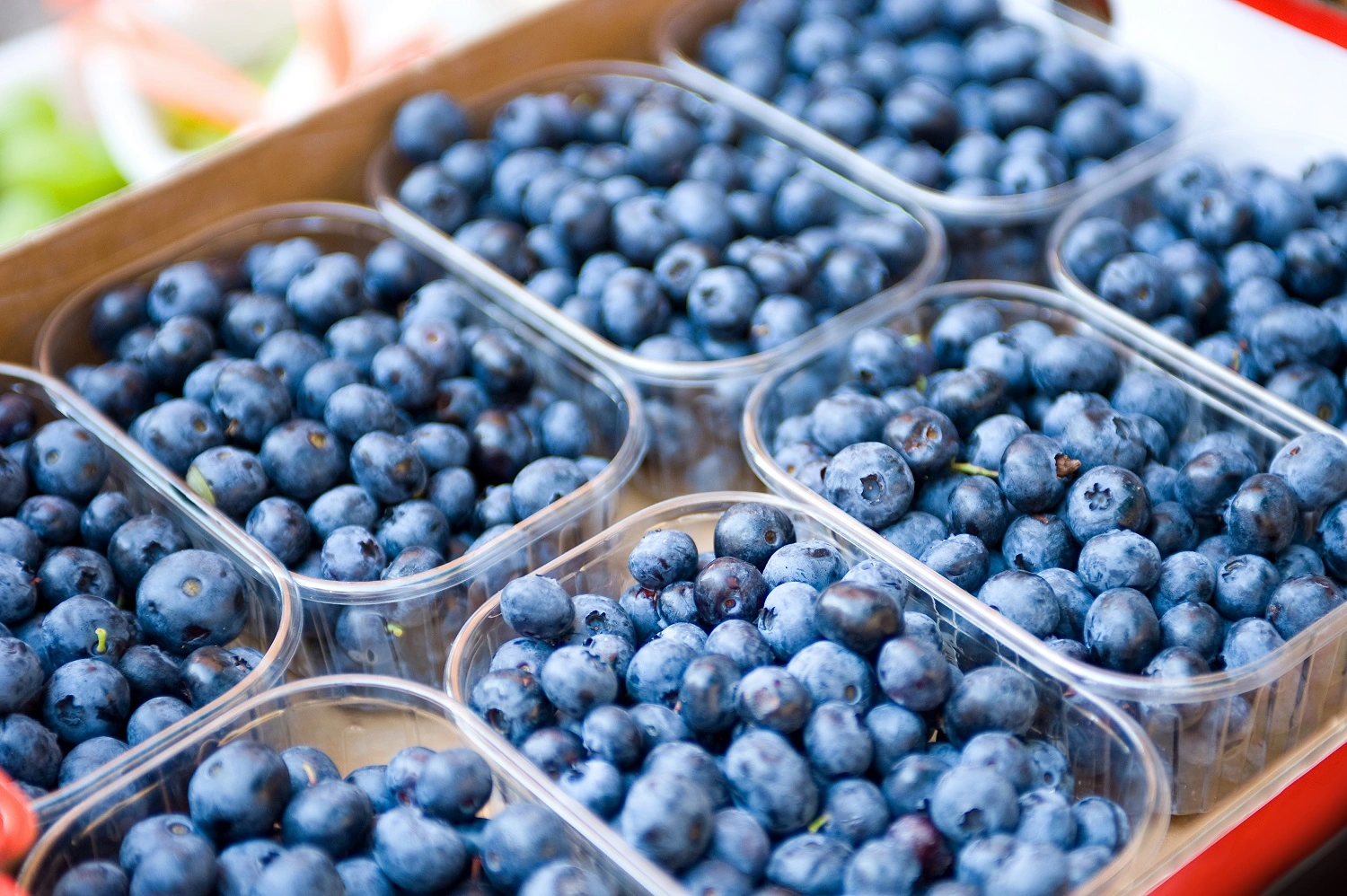 Peru Dominates Global Blueberry Market with Record $2.29 Billion in Exports