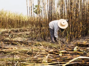 Global Sugar Prices Climb as Brazil Drought and India Production Concerns Intensify