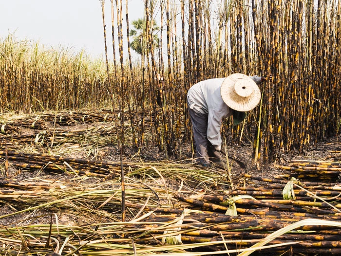 Global Sugar Prices Climb as Brazil Drought and India Production Concerns Intensify