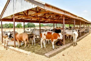 Nigeria and Brazil Launch $2.5 Billion Ranching Venture