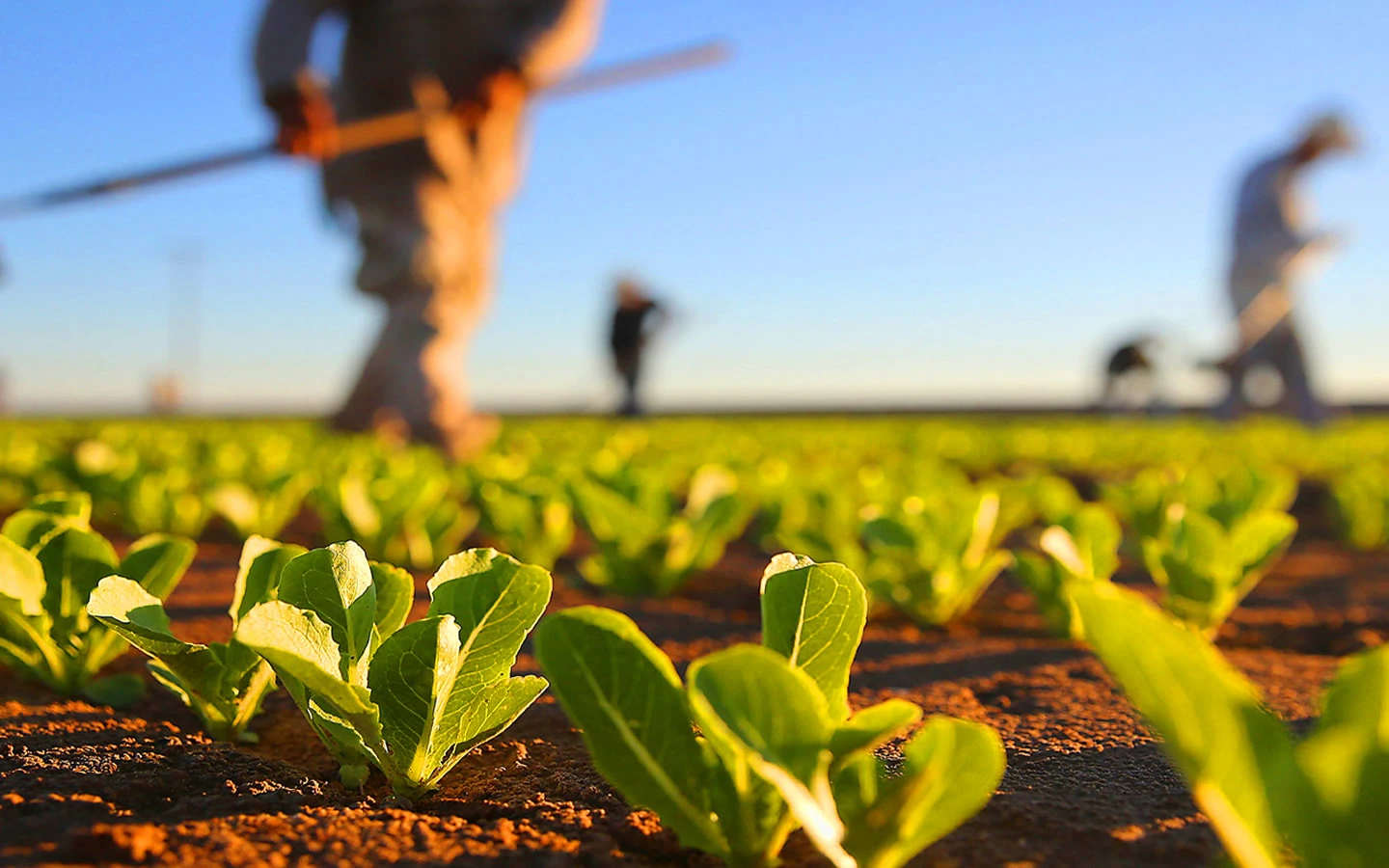 Brazil Strengthens Agricultural Ties with Africa Through Expert Exchange Program