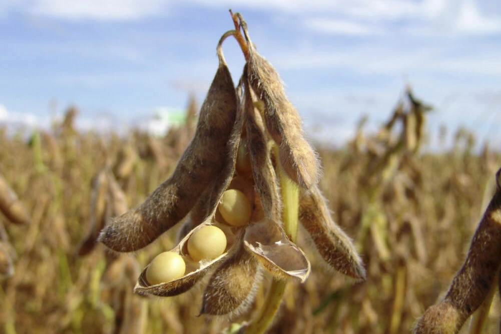 Brazil's Soybean Exports Surge 25% in March as Corn Shipments Triple