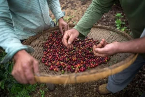 Global Coffee Market Grows 4% in 2024 Amid Climate and Supply Challenges