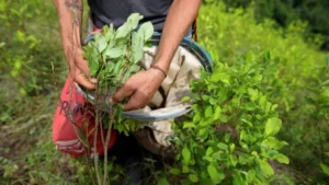 Colombia Leads Tri-Nation Effort to Legitimize Coca Leaf at UN