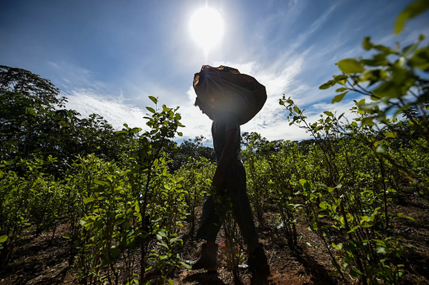 Colombia's Coca Crop Substitution Plan to Cost $60 Billion