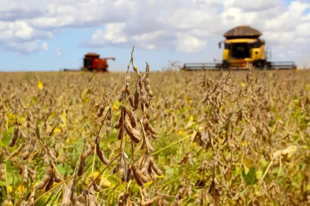 Brazil's Grain Output Set to Reach Historic 323.8 Million Tons in 2025