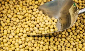 China’s Record Soybean Purchase from Brazil Reshapes Global Trade
