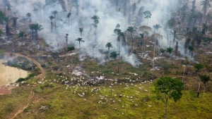 Expropriation Threat Looms for Properties Tied to Brazil’s Wildfires and Deforestation