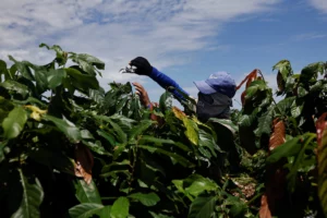 Brazil’s Bahia Hosts World’s Largest Cocoa Farm Project Challenging West Africa’s Market Dominance