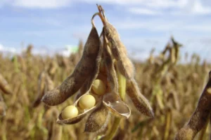 The Impact of the US-China Trade War on the Global Soybean Market: Brazil’s Strategic Rise