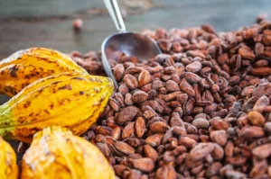Cocoa, Coffee, and Sugar Markets Face Tight Supply, Tariffs, and Volatility