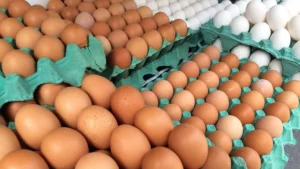 Brazilian Egg Exports Soar Over 340% Amid U.S. Market Expansion