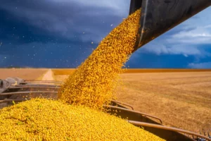 Uncertainty Over Peso Drives Argentine Soybean Sales to Decade Lows