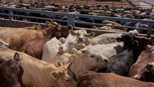 U.S. Cattle Import Ban Ignites $50 Billion Crisis in Mexican Livestock Sector