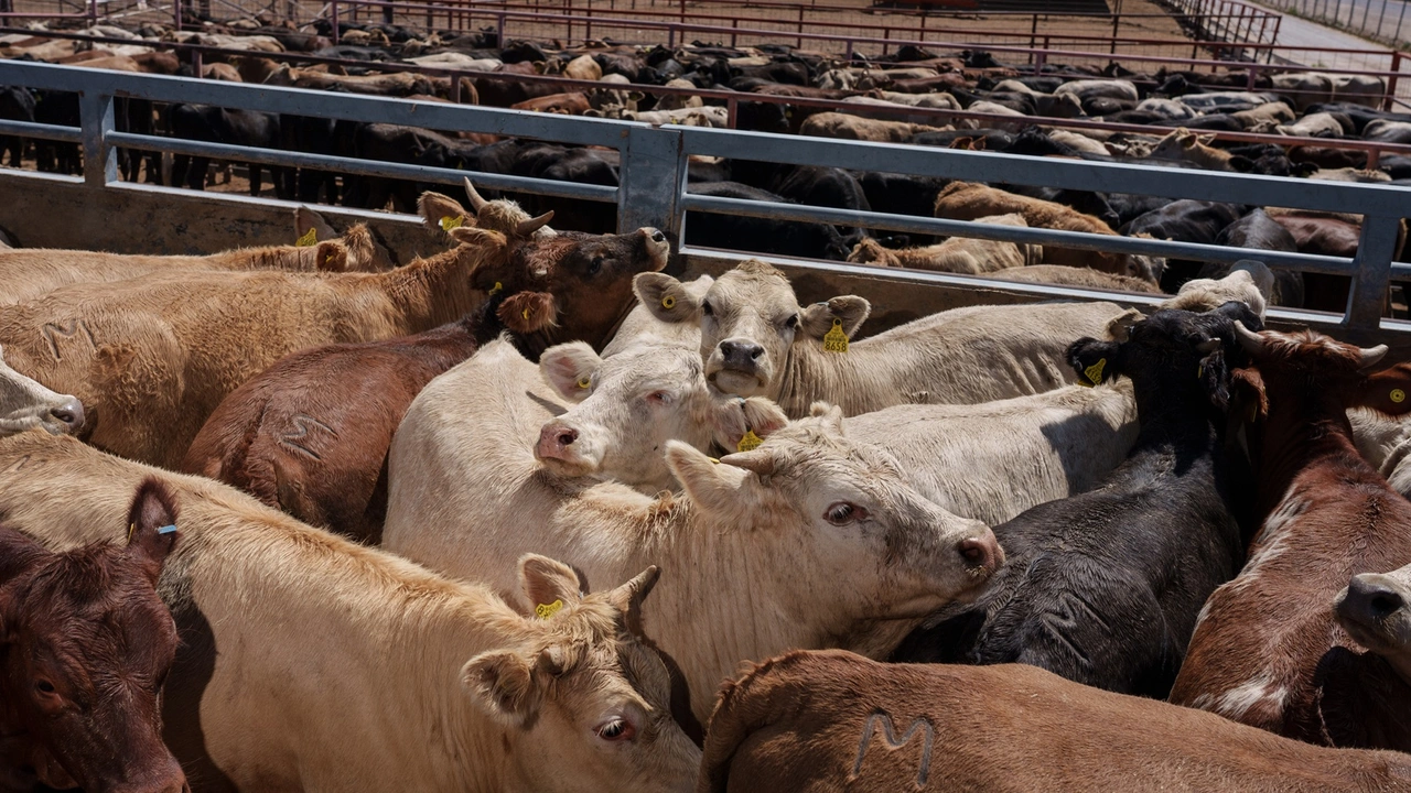 U.S. Cattle Import Ban Ignites $50 Billion Crisis in Mexican Livestock Sector