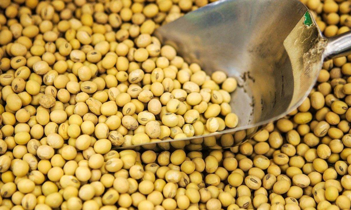 Brazil’s April Soybean Exports Climb 3.9% Driven by China